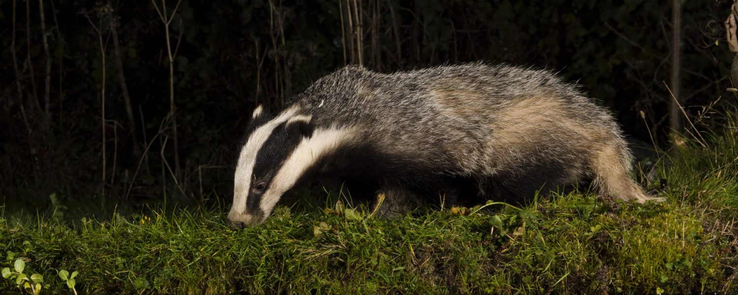 The Badger Crowd – standing up for badgers