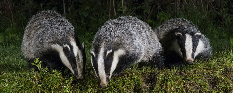 The Badger Crowd – standing up for badgers