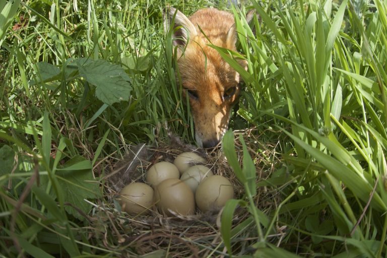 Fox with eggs The Badger Crowd standing up for badgers